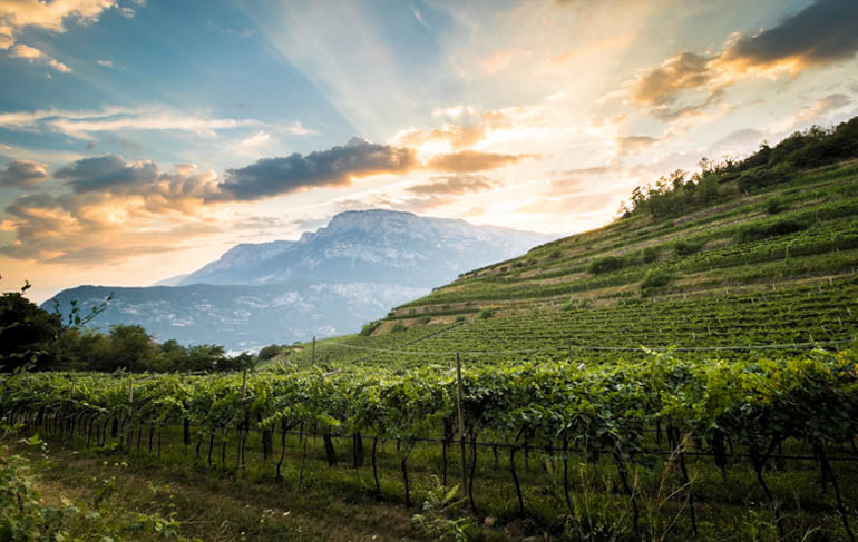 ferrari trento weinberge