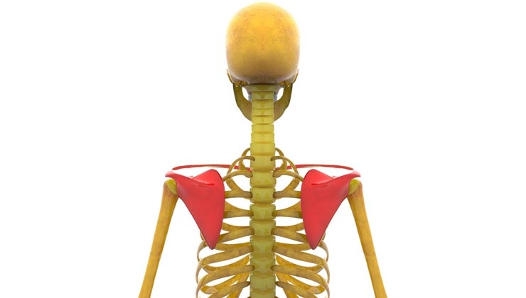 Anatomie des Schultergürtels – Aufbau und Funktion