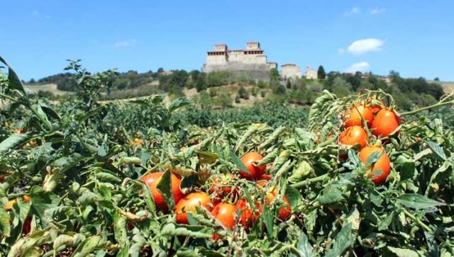 Tomaten als Baustein für die Gesundheit